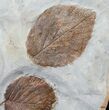Large Plate of Paleocene Leaf Fossils - Montana #15828-5